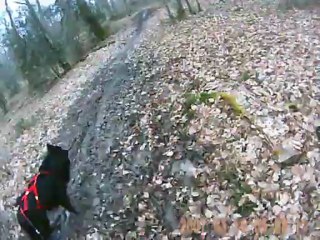 ELFE NOIR à CHAMBON LA FORÊT