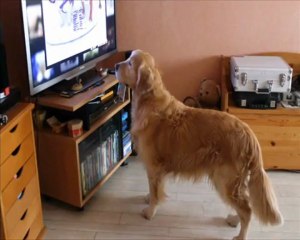 d'Jack regarde 30 millions d'amis