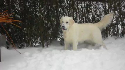 1er neige 2011 pour gonzo