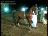 Horse Dance In Gujrat Ch Zafar Iqbal Dhonjak