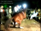 Horse Dance In Gujrat Ch Zafar Iqbal Dhonjak
