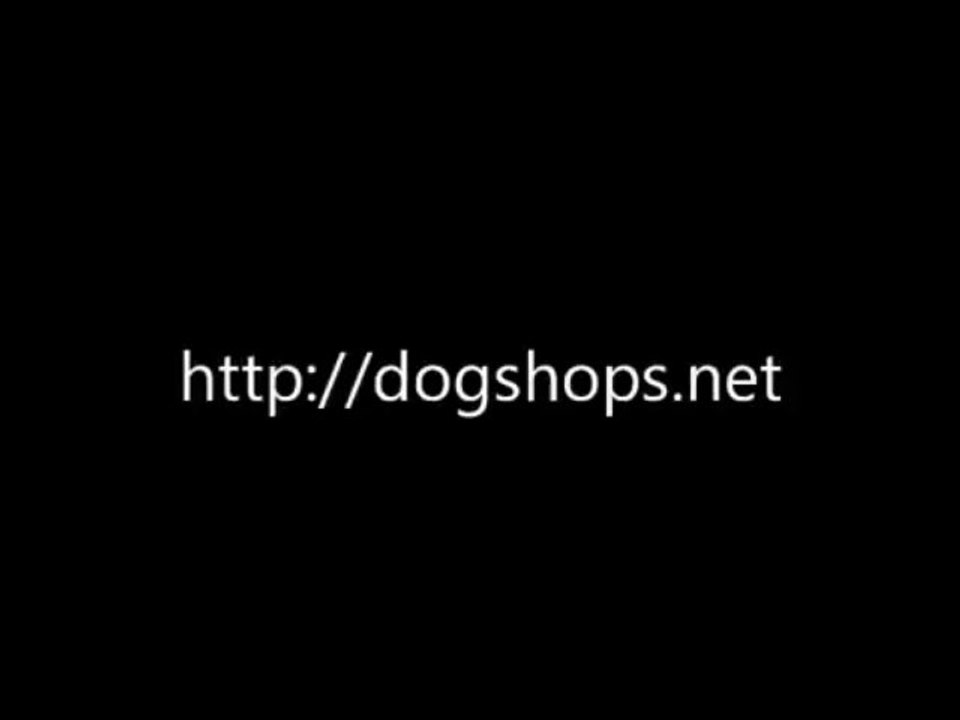 Dog Shops