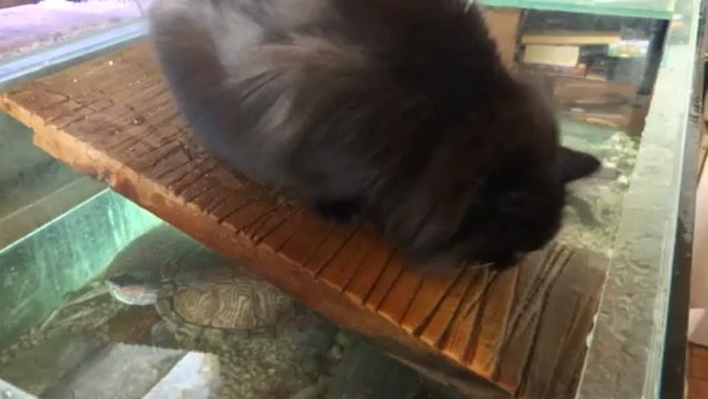 Baguerra pêche les poissons dans l'aquarium aux tortues !