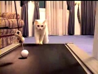 Un chat marche sur un tapis roulant