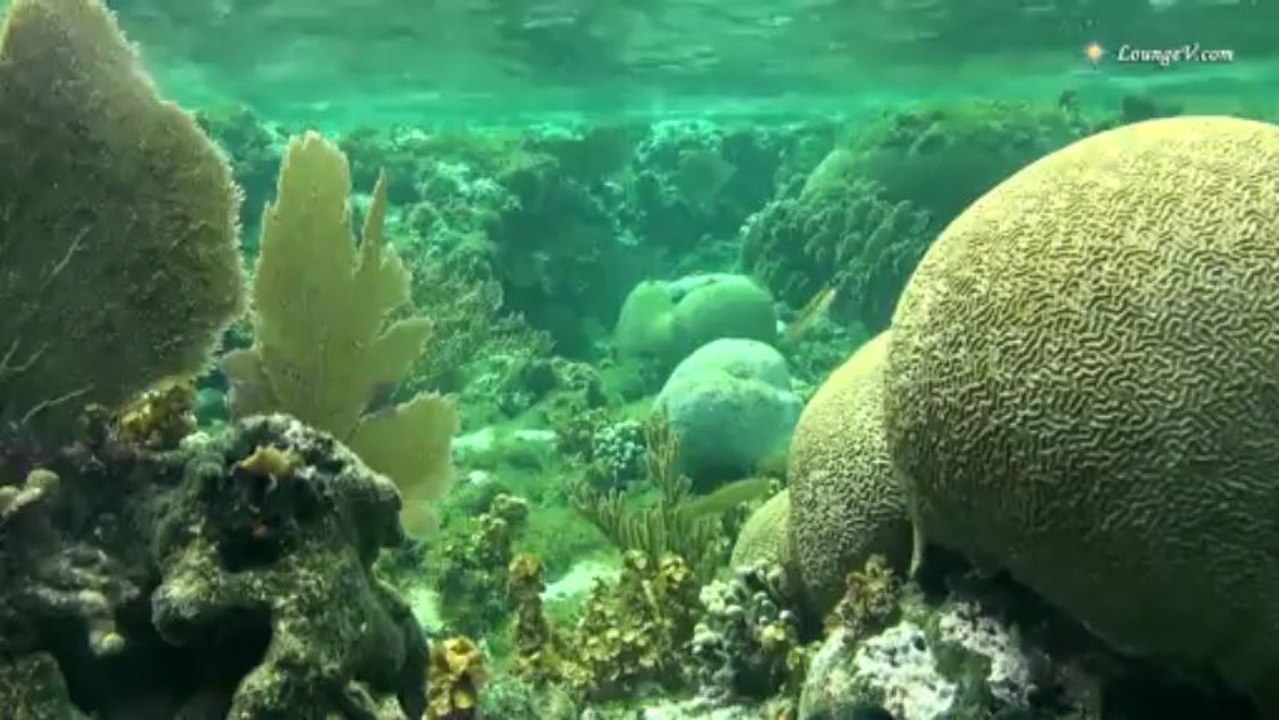 Relaxing Music ☯ Soft Calming Tracks in HD 1080p Nature Film