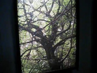 Les papillons verts de Sébastien Camboulive. regard de M.Cimaz - MVI_0206