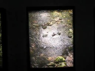 Les papillons verts  de  Sébastien Camboulive-  MVI_0207