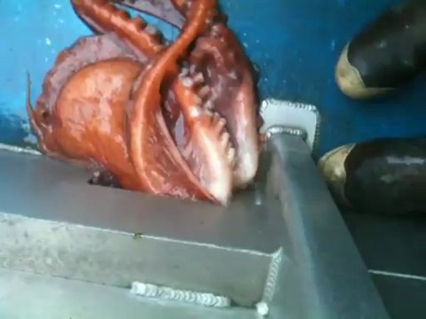 Pieuvre s'échappe d'un bateau