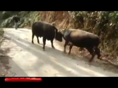 Rize'deki 'Oğlum Düşersin' Videosu İzlenme Rekoru Kırıyor ! VİDEO İZLE - olay53.com