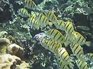 Moorea-sous marine-002