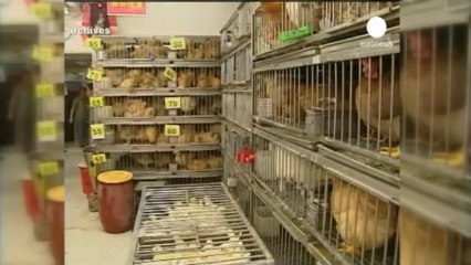 Kuş gribi hortladı: 2 Ölü