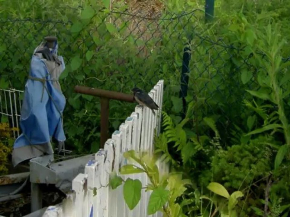 Vögel - Schwalbe - Hirundinidae - Swallow/Martin