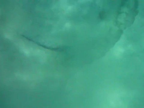 Plongée ac une raie !