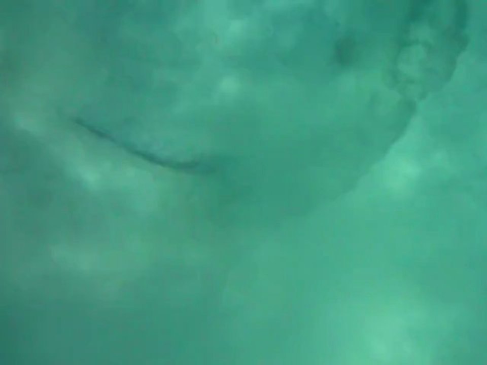 Plongée ac une raie !