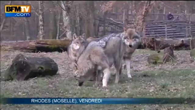 Parc animalier de Sainte-Croix: dormir avec les loups - 01/04