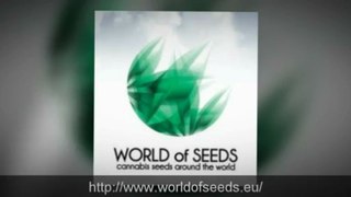 World of Seeds - FACTS ABOUT CANNABIS SATIVA
