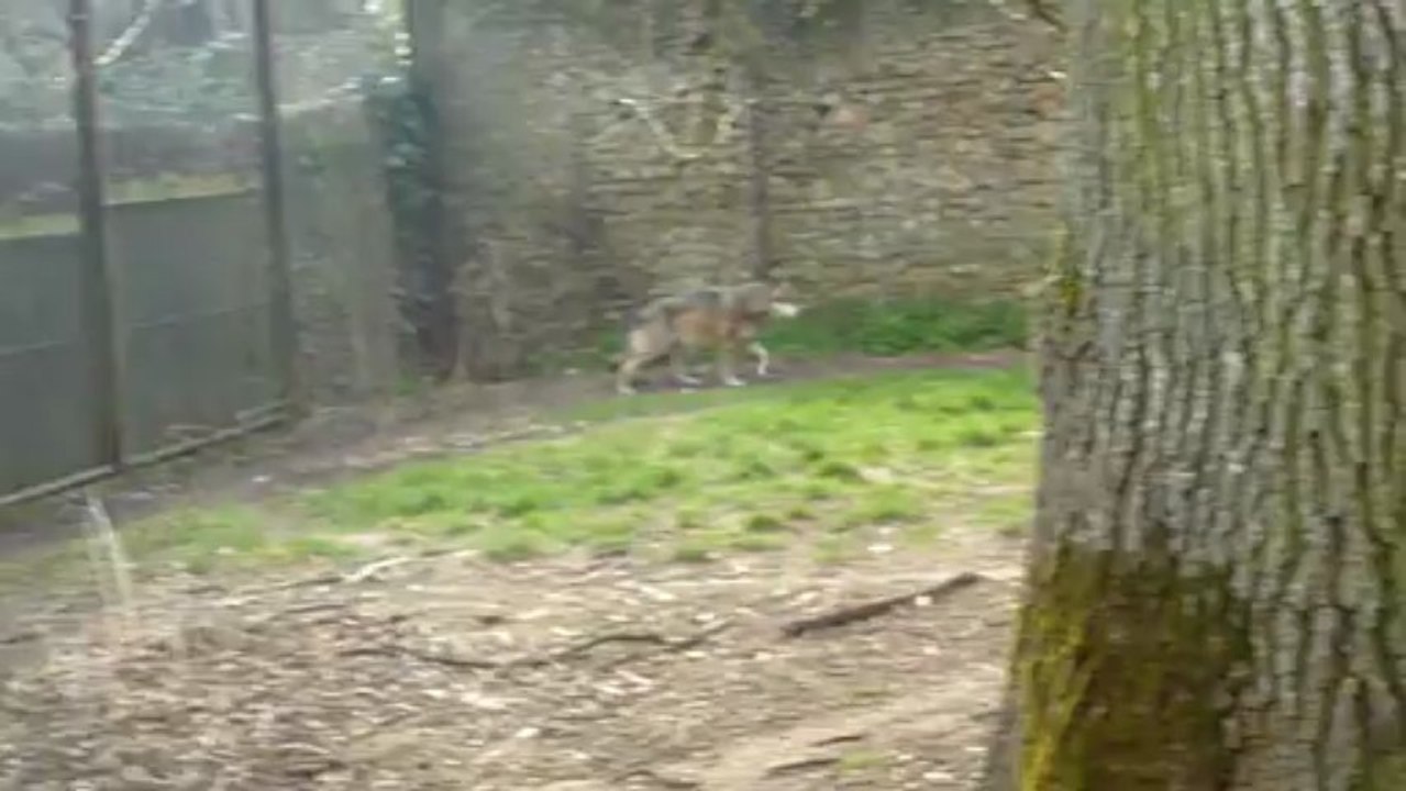 PARC DE THOIRY 2