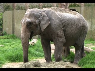 Napoli - Cibo per gli animali dello zoo Edenlandia (30.03.13)