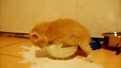 Kitten Goes Nuts For Milk