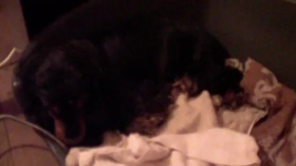 2013 04 06 Mise bas Faro 1er chiot