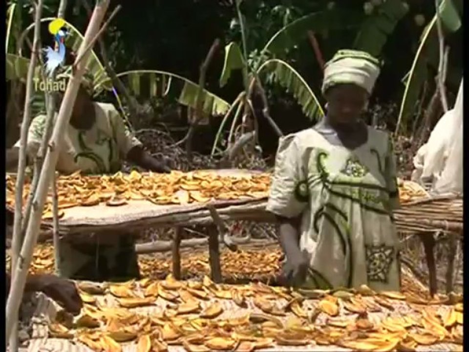 LE PÉTROLE DE LA MISÈRE : GROUPEMENT DJARAKO DE BEKONDJO SUT TOL