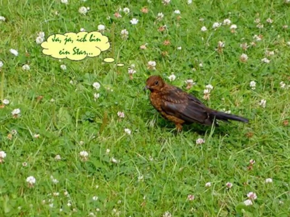 Vögel - Star - Sturnus Vulgaris - European Starling