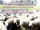 La transhumance des moutons en Haute-Somme