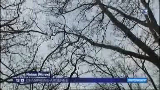 Un lâcher d'écureuils dans les parcs de Reims