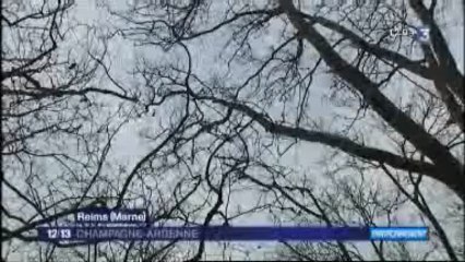 Un lâcher d'écureuils dans les parcs de Reims