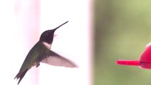 Slow motion Humming bird