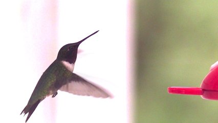 Slow motion Humming bird