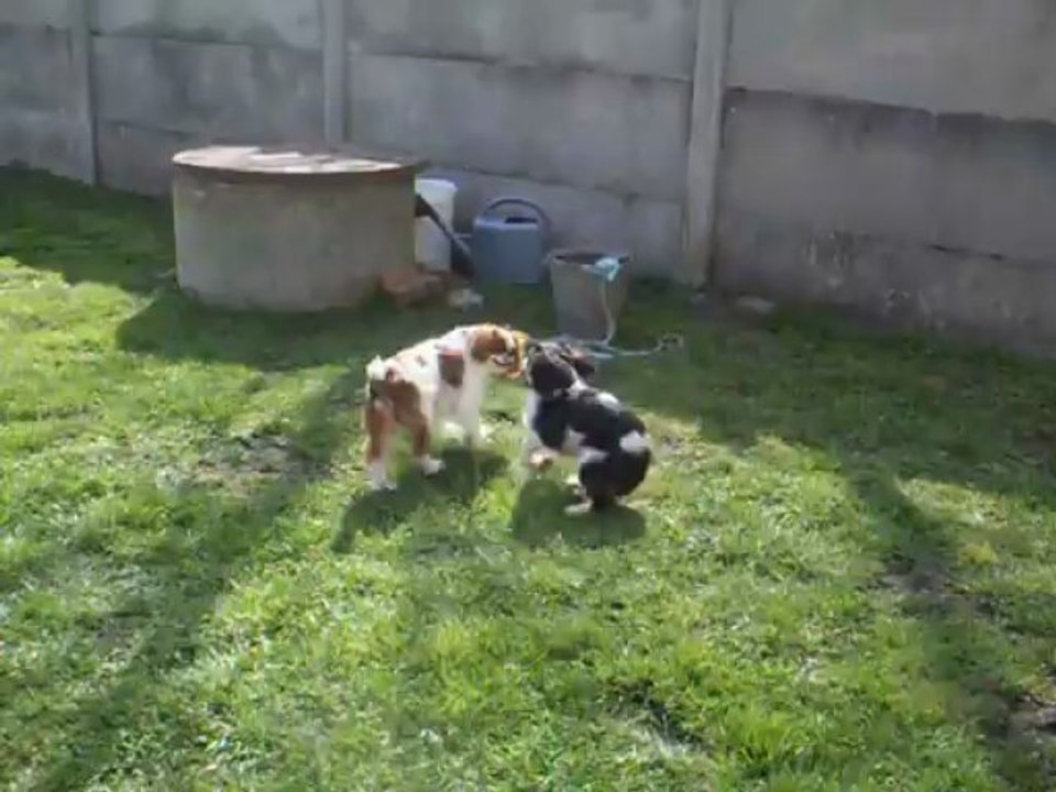 HYMA SUMAC DE LA VERTE ALBION  LE 01.04.2013  HEPHAESTION  EST VENU NOUS RENDRE VISITE.