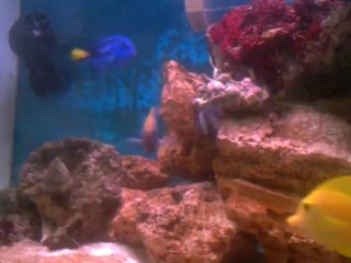 Deniz Akvaryumu 2003