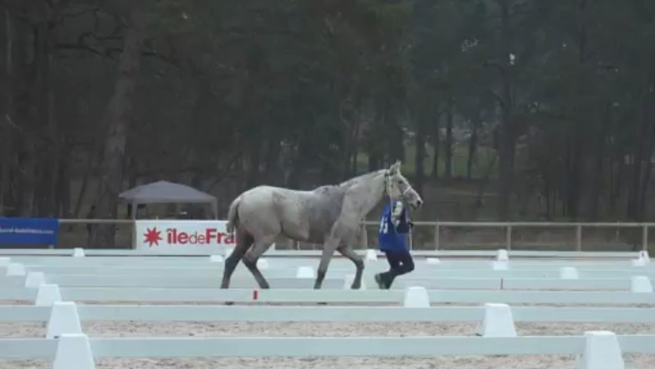Endurance Fontainebleau 2013 - Trotting boucle 3 - Fati