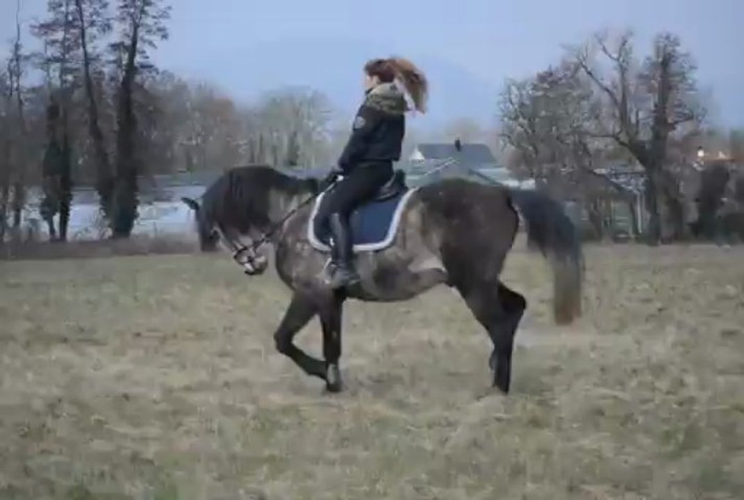 Travail au galop sans étriers