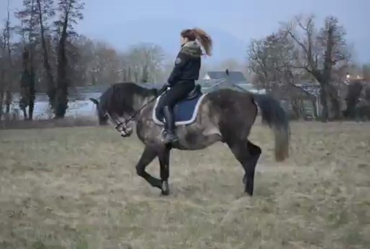Travail au galop sans étriers
