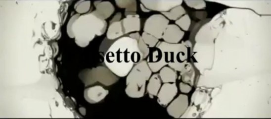 Falsetto Duck [video HD]