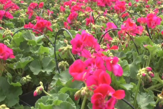 Güney Afrikalı sardunya Antalyalı oldu