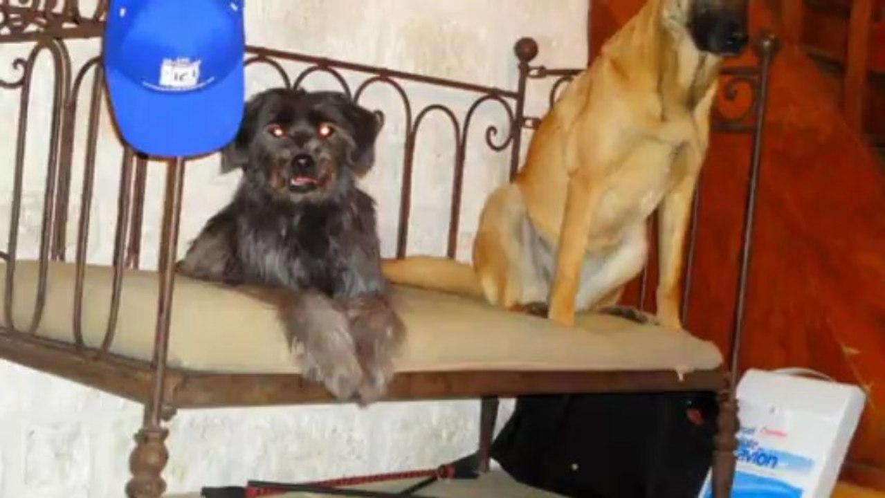 Carla & City Concours Agility à Montignac le 24 Mars 2013