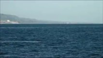 Breaching Grey Whale