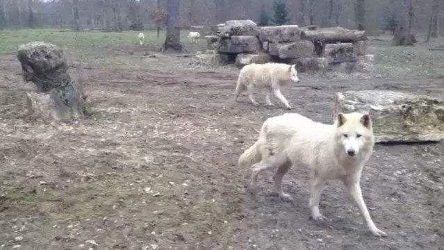 Les loups blancs du parc de Sainte Croix (Rhodes) depuis la cabane du trappeur