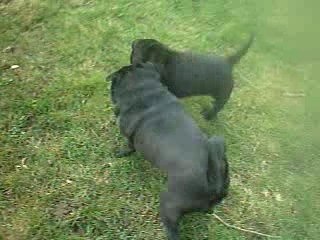 COMBAT de sharpei et carlin