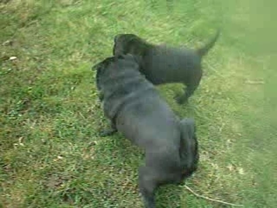 COMBAT de sharpei et carlin