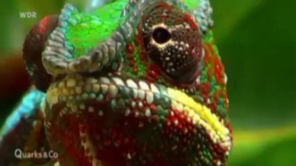 WDR -Fernsehen Quarks_Rücken, Faszien