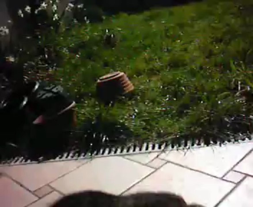 le chat qui a un gros cul