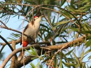 MUSTAFA TERECİ GÖNÜL ÇALAMASSA AŞKIN SAZINI