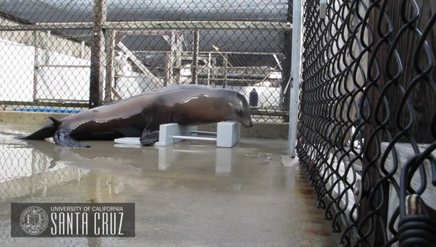 Lion de Mer garde le rythme