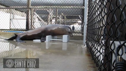 Lion de Mer garde le rythme