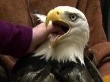 Rehabilitated eagles released into Alaska wild