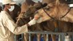 Cows of the desert: Camel milk set to go global